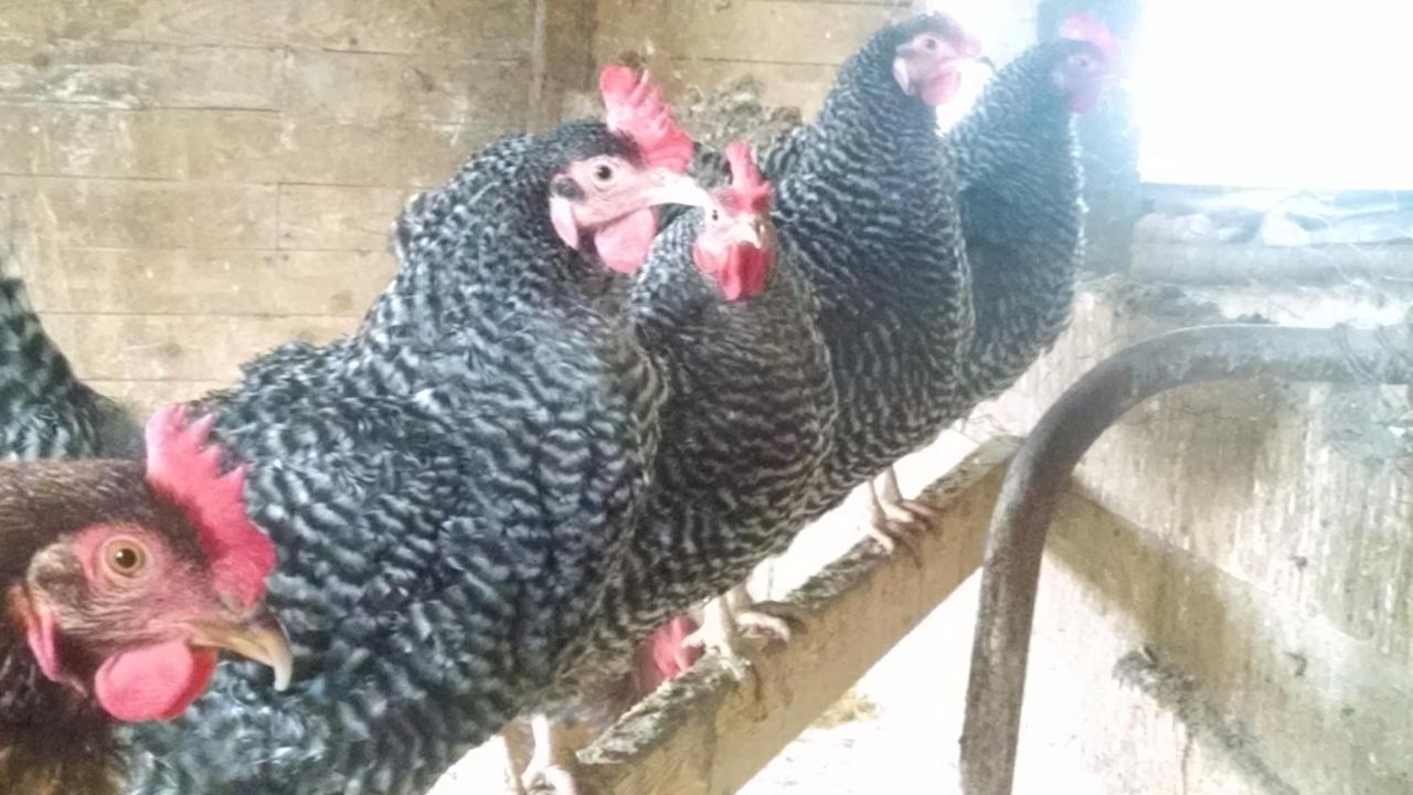 אוגוסטה Maple Hill Farm Inn מראה חיצוני תמונה